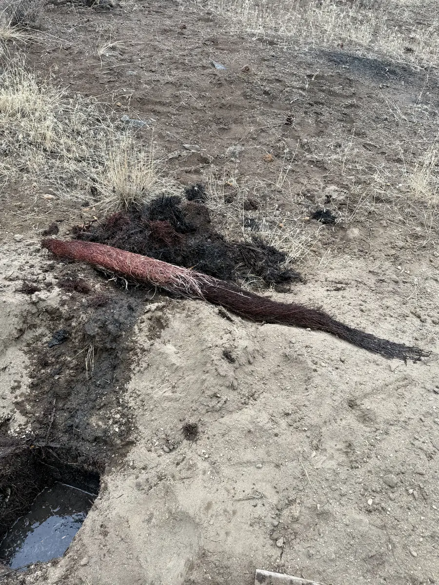 A long mass of tree roots pulled out of a septic line next to the open trench on a Central Oregon property