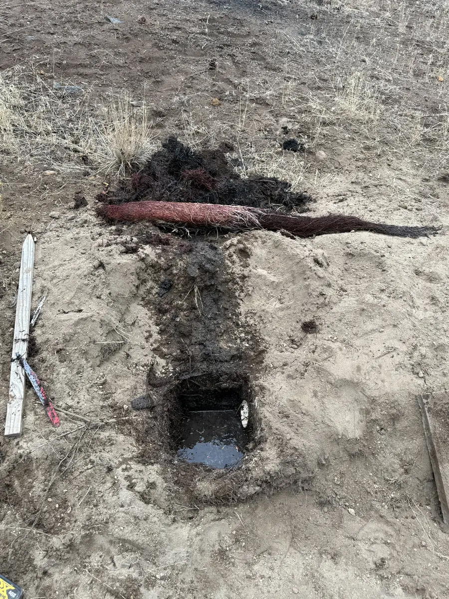 Tree roots removed from a septic line laid beside the excavated trench on a Central Oregon property